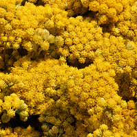 Immortelle_2 Featured Ingredient - L'Occitane