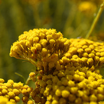 Superextrakt av Immortelle