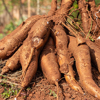 Tapioca_Powder Featured Ingredient - L'Occitane