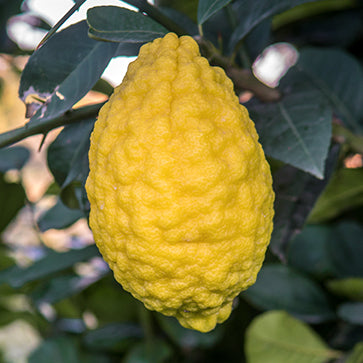 Eterisk citronolja