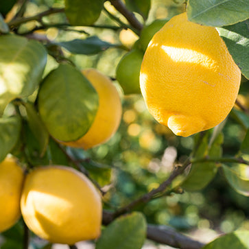 Eterisk citronolja