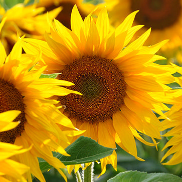 Solrosolja