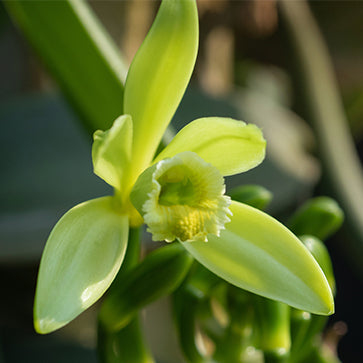 Aromatiskt vaniljextrakt